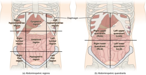 Structural-Visceral Integration: Abdominopelvic Interrelationships photo